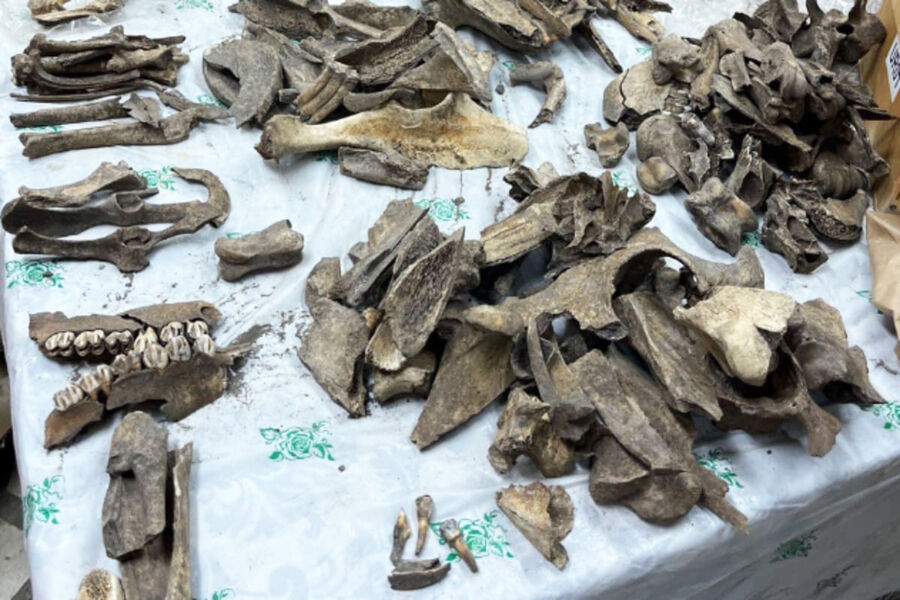 Уникальное городище. Загадку хозяйственного уклада древнего поселения разгадали археологи