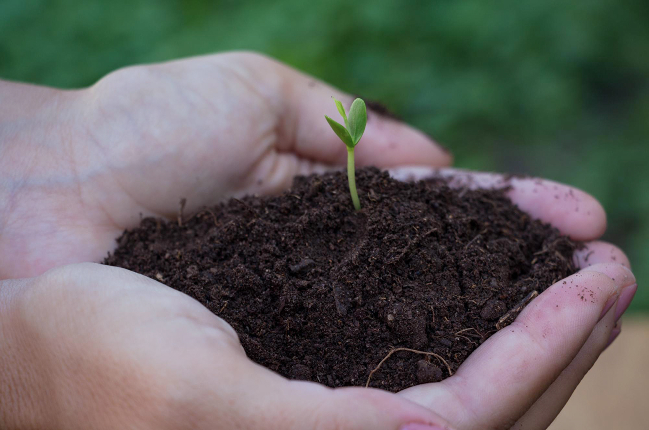 Почему черноземы — самые плодородные почвы в мире, и почему их называют национальным достоянием России