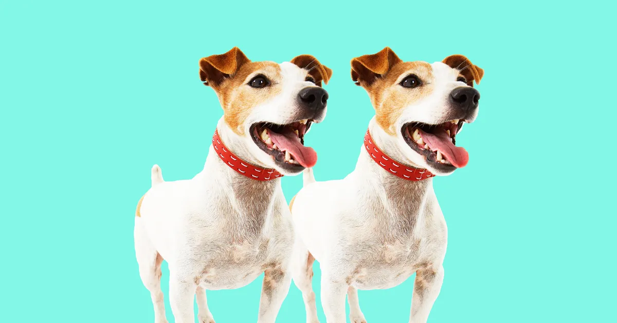 $50 тысяч за «копию» питомца: что покупатель получает на самом деле