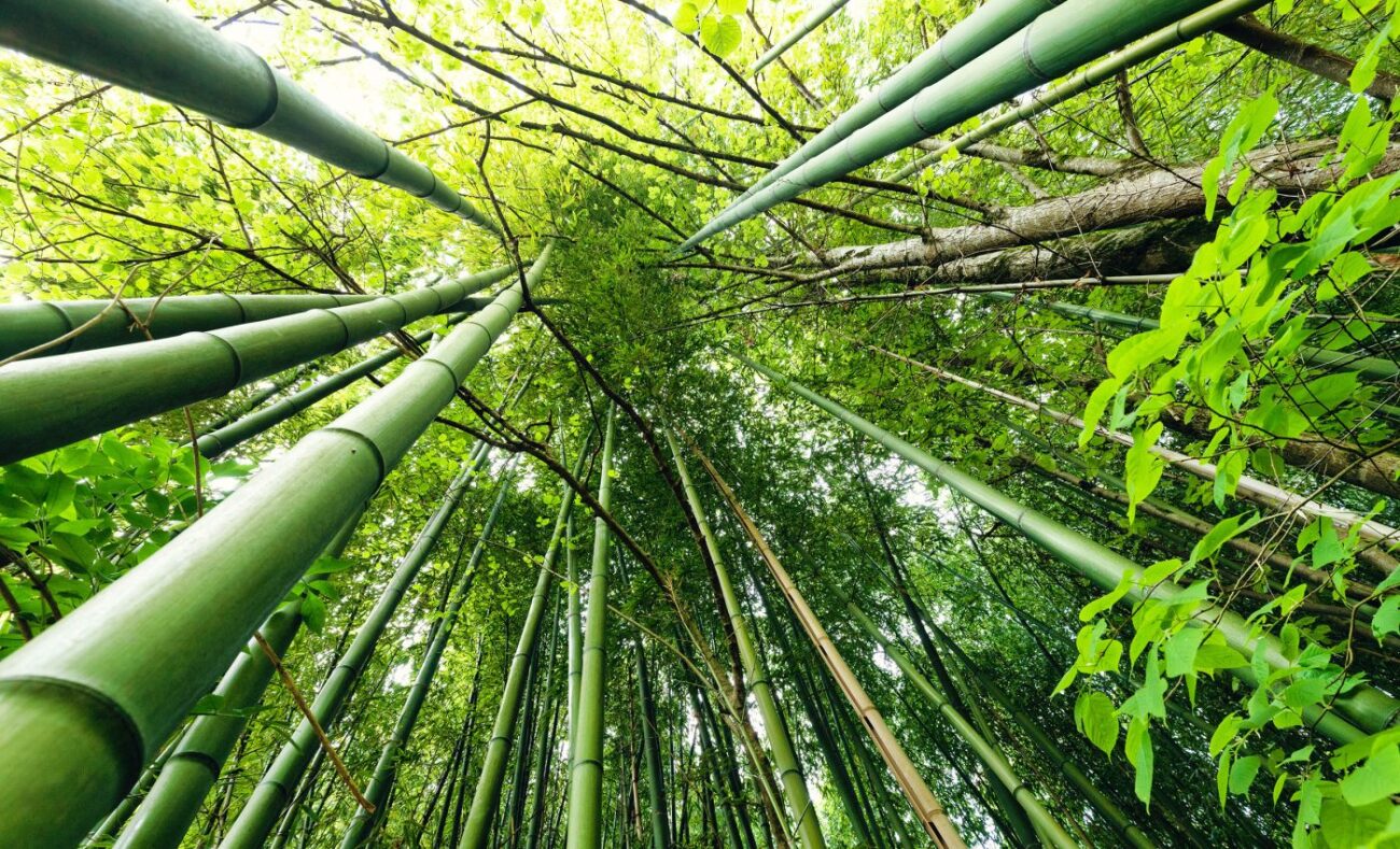 Больше никогда. Вид бамбука, который цветет раз в 120 лет, может исчезнуть навсегда