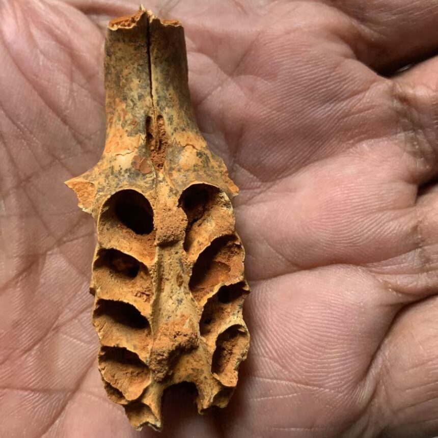 Да, это реальная находка. Пчёлы устроили гнёзда в костях