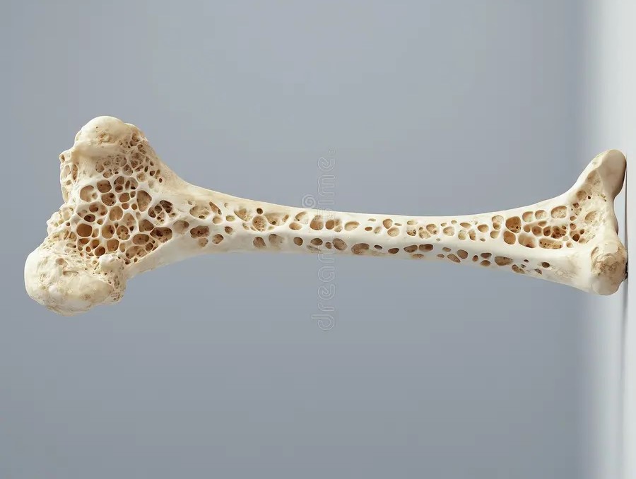 Рецептор ADGRD1 попал в центр внимания: он оказался критичен для прочности костей