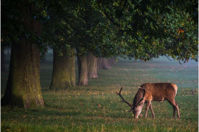 Скрытый язык. Олени способны видеть «метки», оставленные конкурентами, даже в темноте