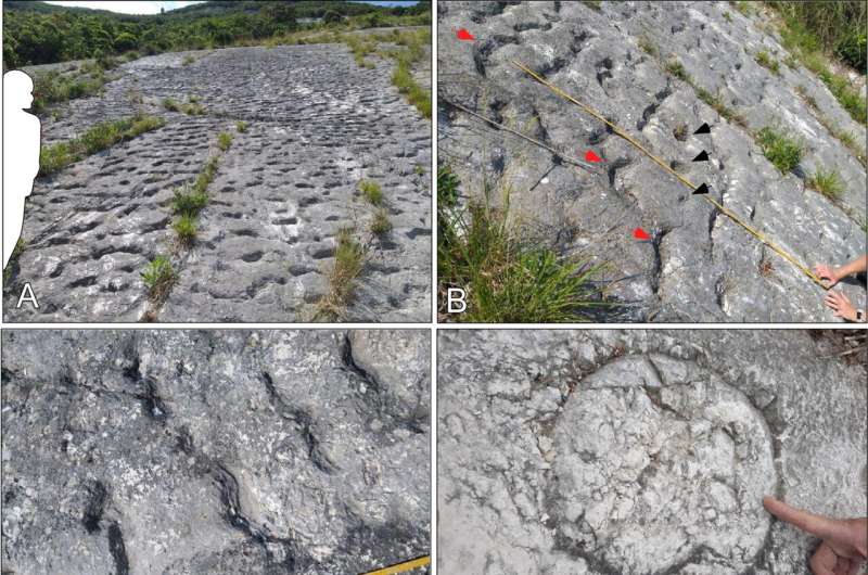 Кто напугал древних рептилий? Найдены странные следы, свидетельствующие о паническом бегстве