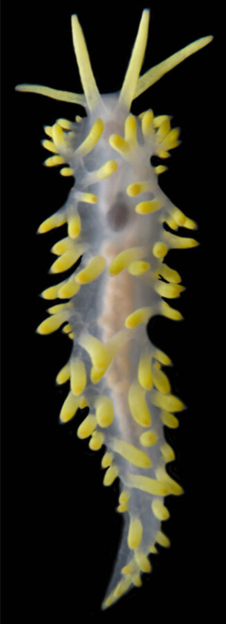 Их назвали «охотники». Исследователи описали новое семейство голожаберных моллюсков