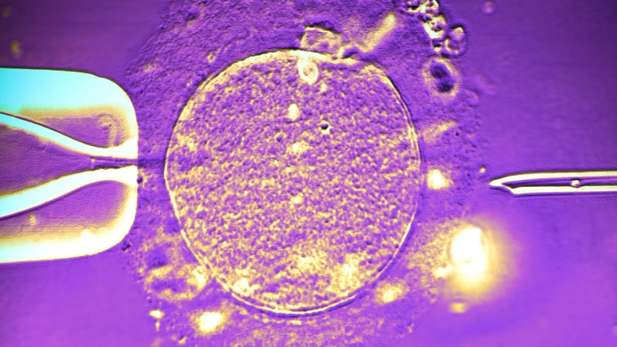 Датский донор спермы с опасной мутацией помог зачать почти 200 детей