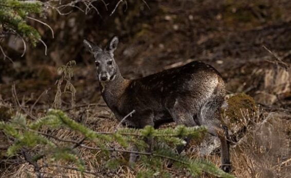 Новости дикой природы. «Исчезнувшее» краснокнижное животное попало на фотоловушку спустя 70 лет