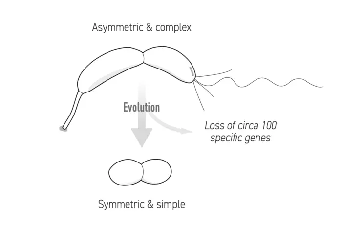 Отсутствует более сотни генов: новое исследование дает новое понимание эволюции бактерий