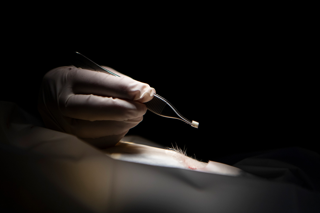 Загадочная смерть после операции: след привёл к донору из Айдахо