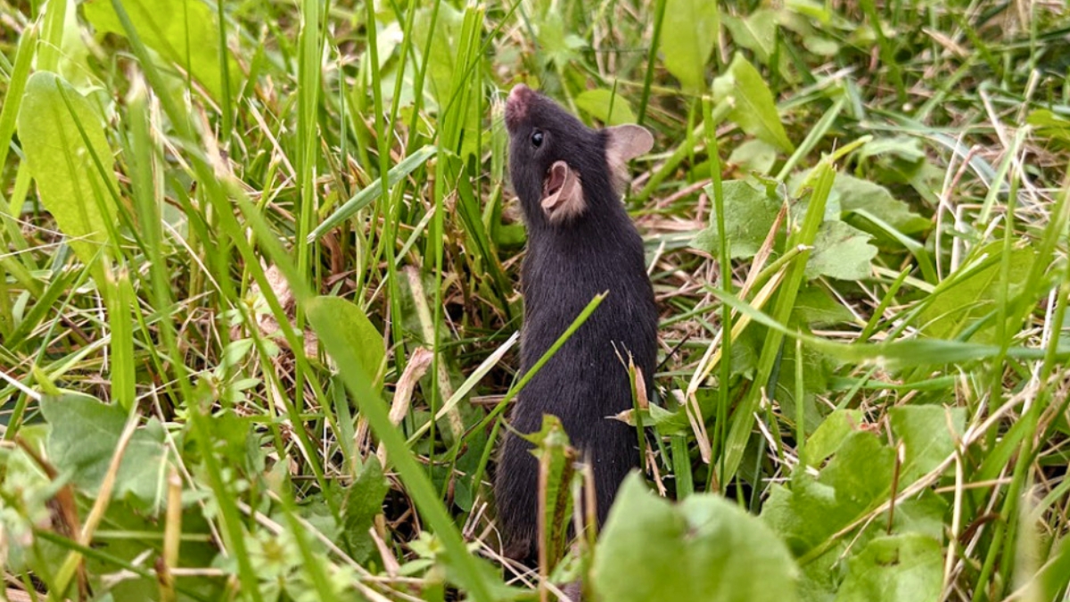 Невероятные результаты. Ученые изучили уровень тревожности мышей в неволе и в дикой природе