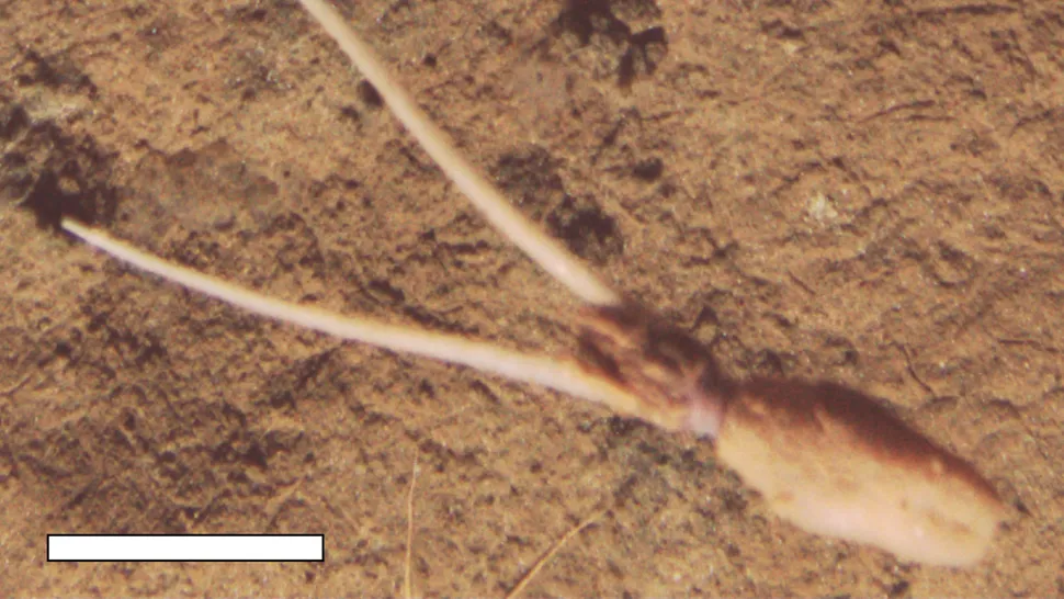 Ecology: глубоководный житель продемонстрировал уникальное поведение, не замеченное ранее