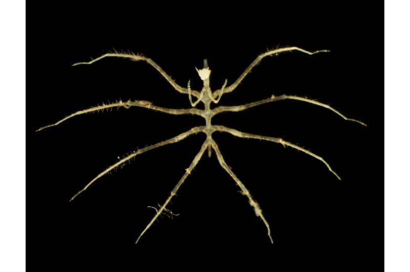 Новые глубоководные виды. Изучено влияние добычи полезных ископаемых на биоразнообразие макрофауны