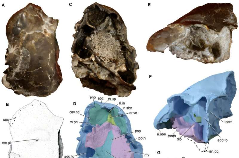 Из раннедевонских отложений. Южно-Китайская и Североамериканская плиты могли быть соединены