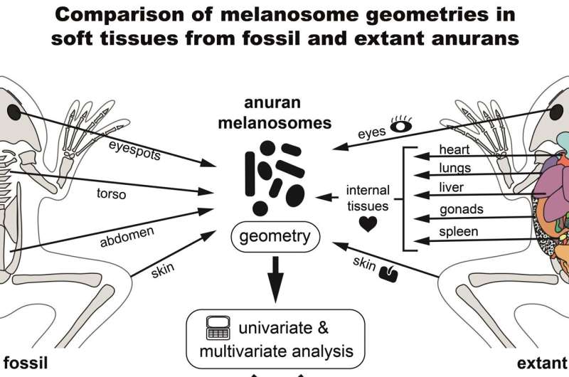 Поразительно стабильны. Ученые объединили данные о меланосомах современных и ископаемых лягушек