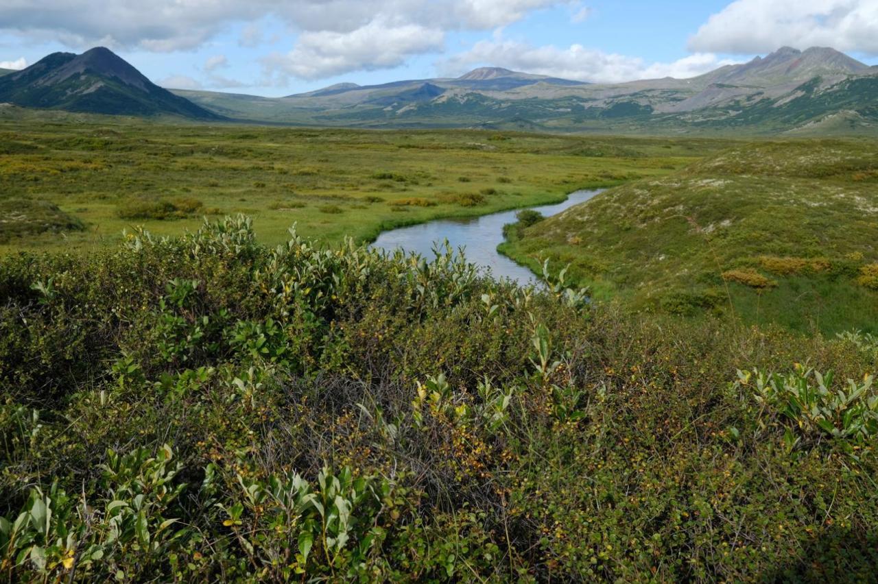 Как сохранить? Новый экосистемный подход к охране биоразнообразия выдвинули российские исследователи