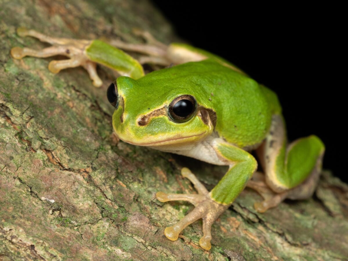 Опухоль исчезла после одной инъекции: что показали опыты с японской лягушкой