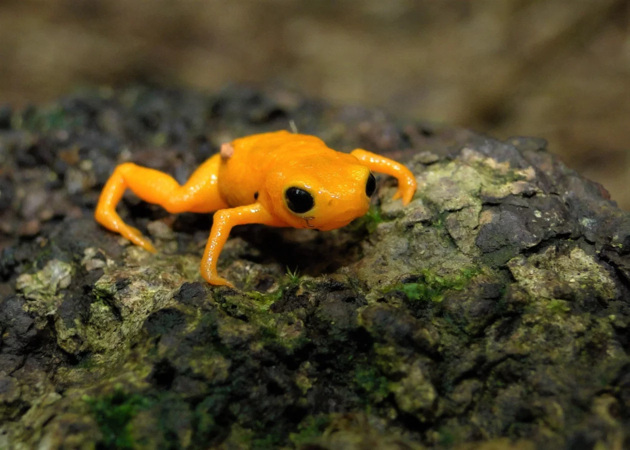 Оранжевая крошка: в Бразилии описали новый вид лягушки размером 1 см