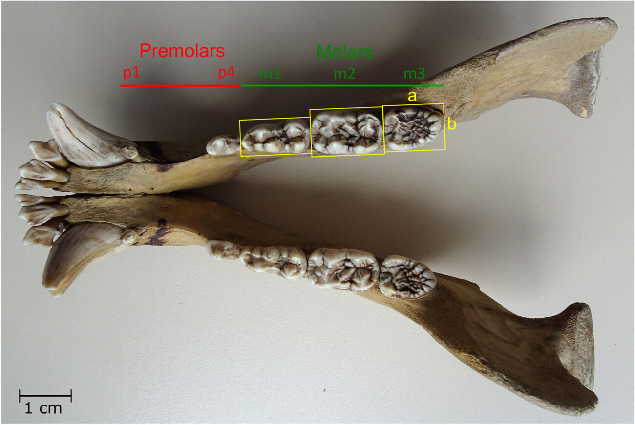 Первые изменения — около 3,6 млн лет назад. Ученые выяснили происхождение необычной формы зубов медведя