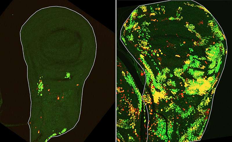 50 лет не могли объяснить, как клетки «возрождаются». Похоже, разгадка найдена