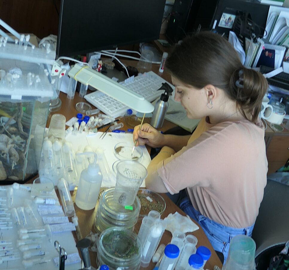 Биологи нашли способ эффективно выращивать насекомых-защитников растений в лаборатории