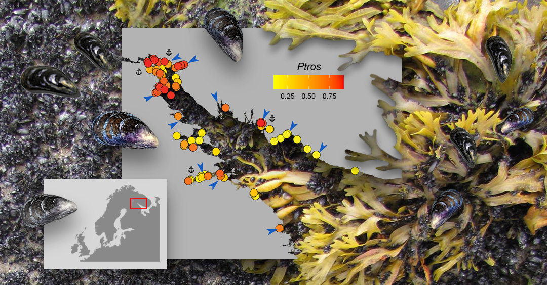 Экологические различия между мидиями помогут подобрать оптимальные условия для их промышленного выращивания