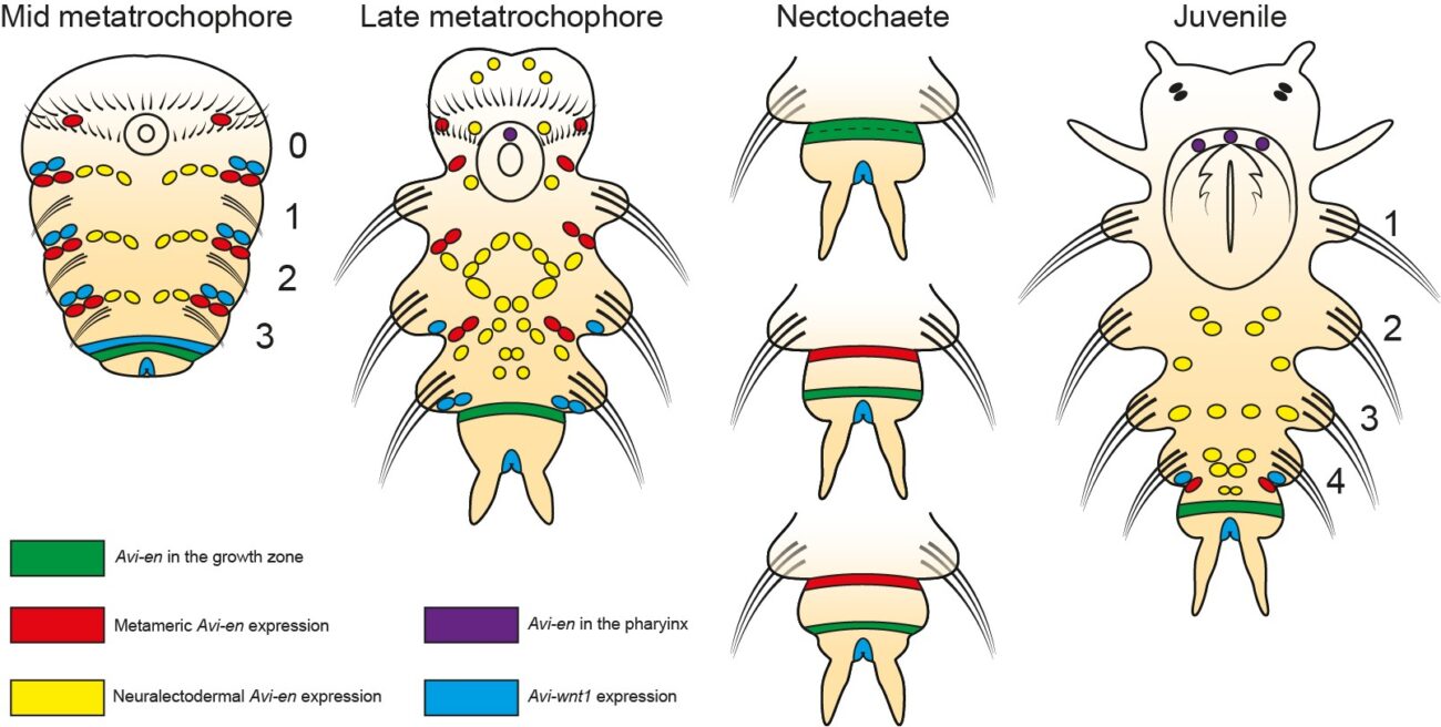 Первое детальное описание. Ученые обнаружили уникальный механизм сегментации у кольчатых червей