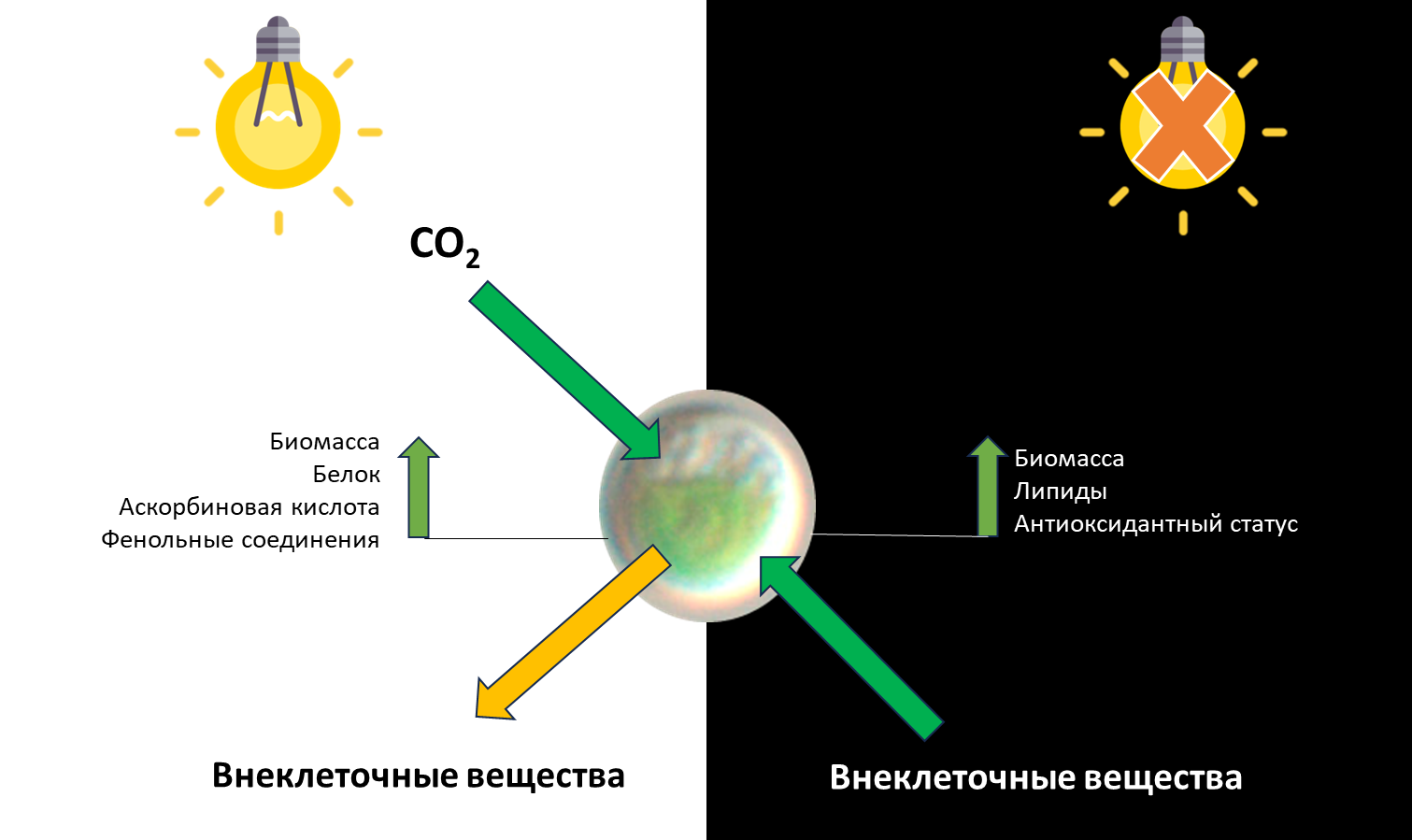 Управление светом. Новый штамм зеленой водоросли продолжал расти и накапливать жиры в темноте