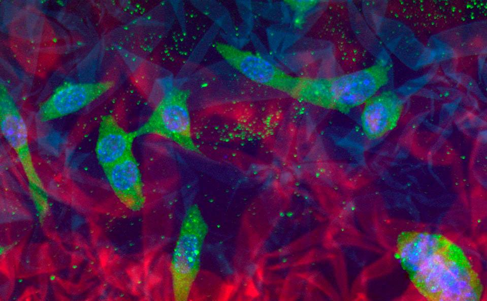 Уникальный рецепторный профиль: создана новая линия клеток для изучения ранних этапов развития фолликулов в яичнике