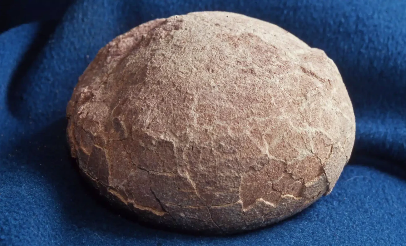 Два яйца динозавра и сюрприз внутри: ученые объяснили, откуда кристаллы