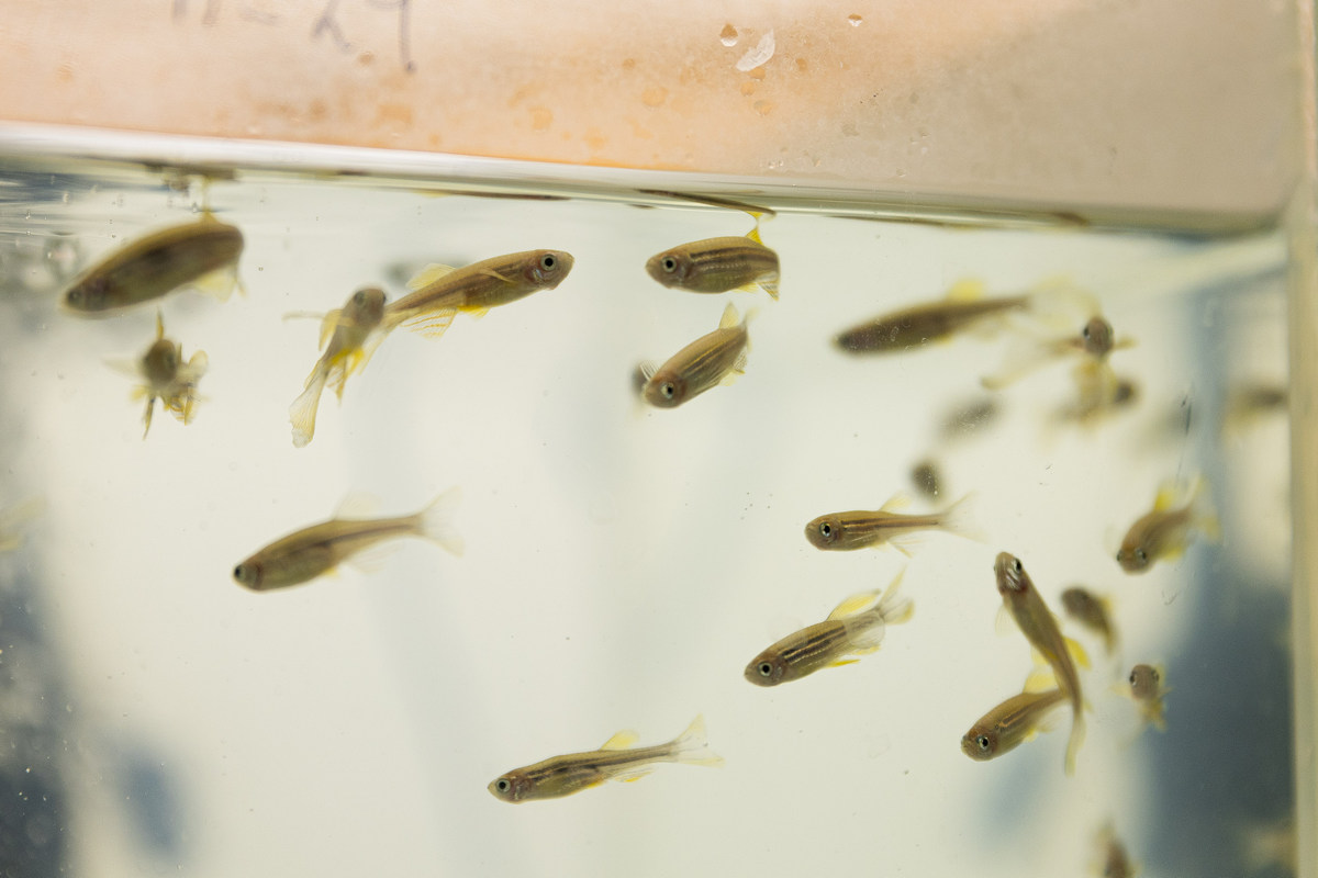 Тестировать лекарства, редактировать геном и изучать психические расстройства: найдены новые кандидаты для экспериментов