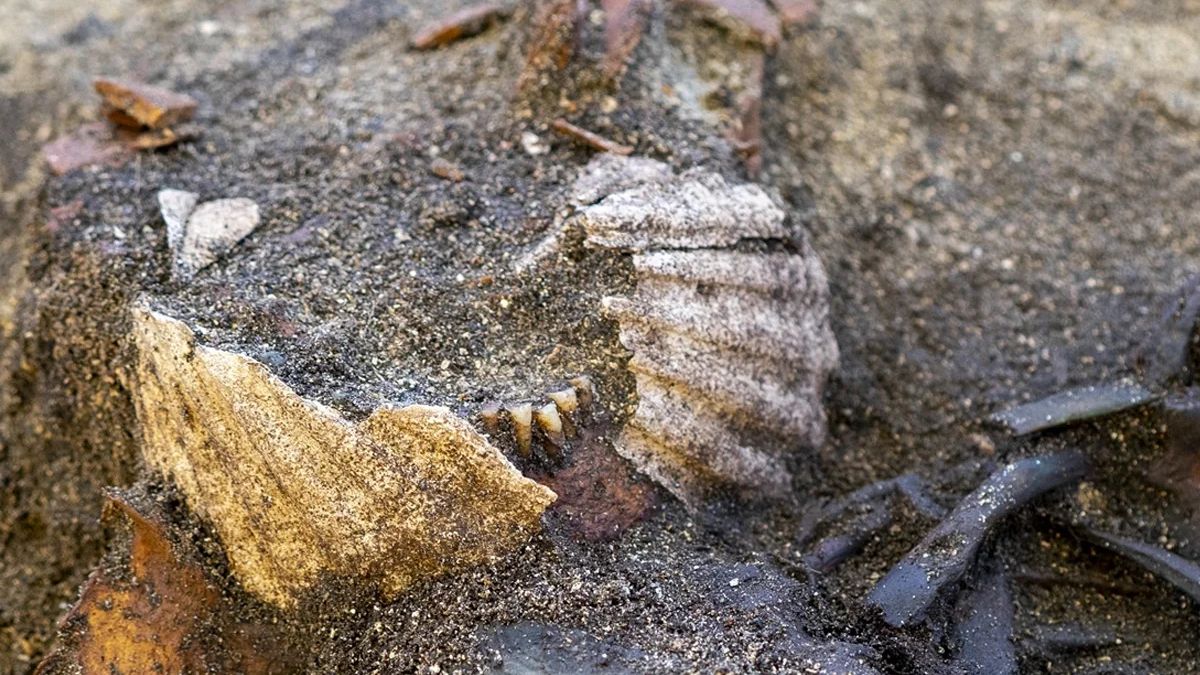 Археологи сообщили о загадочных раковинах в могиле женщины-викинга в Трёнделаге