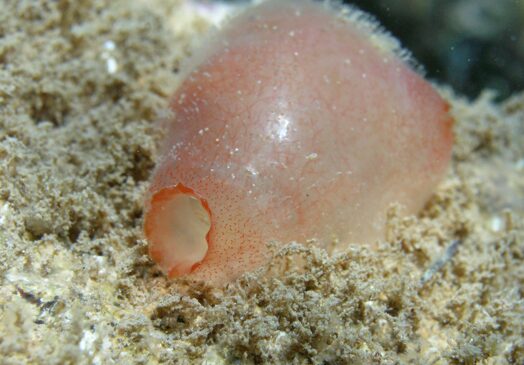 Секреты подводных «пришельцев» Арктики: какие существа правят на дне северных морей