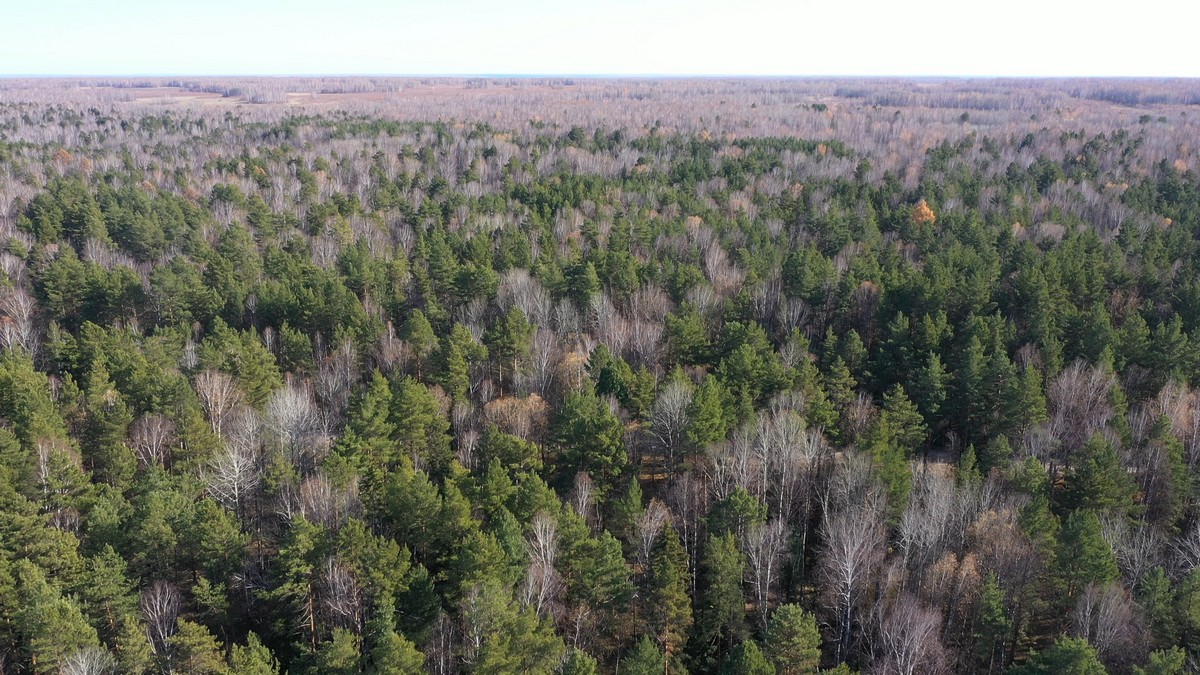 Эксперт ТГУ: как крестьянский труд вековой давности повлиял на современные экосистемы сибирских лесов