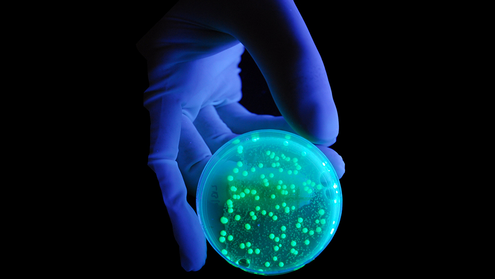 Живут под реактором: какие бактерии обнаружили внутри «Фукусимы-1»