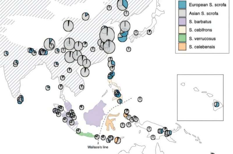 По обе стороны. Новое исследование раскрывает, как люди перевозили свиней через Тихий океан