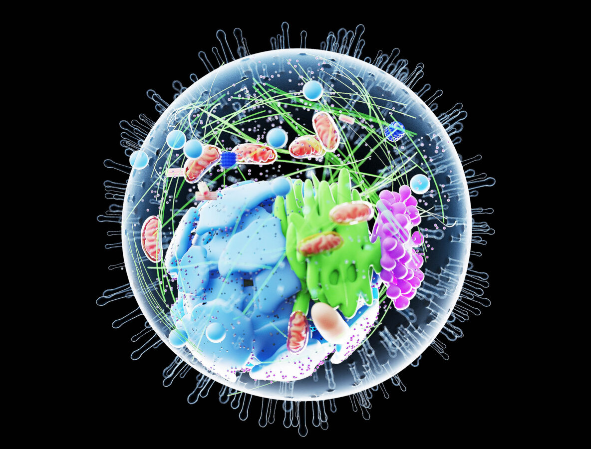 Редкая удача в биологии: в клетках человека нашли новую “деталь”