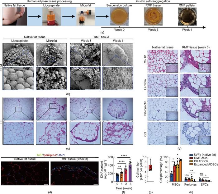 Революционный метод. Жировая ткань человека — новый источник функциональных органоидов
