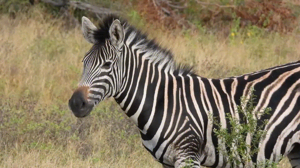Зачем им полоски и другие интересные факты о зебрах