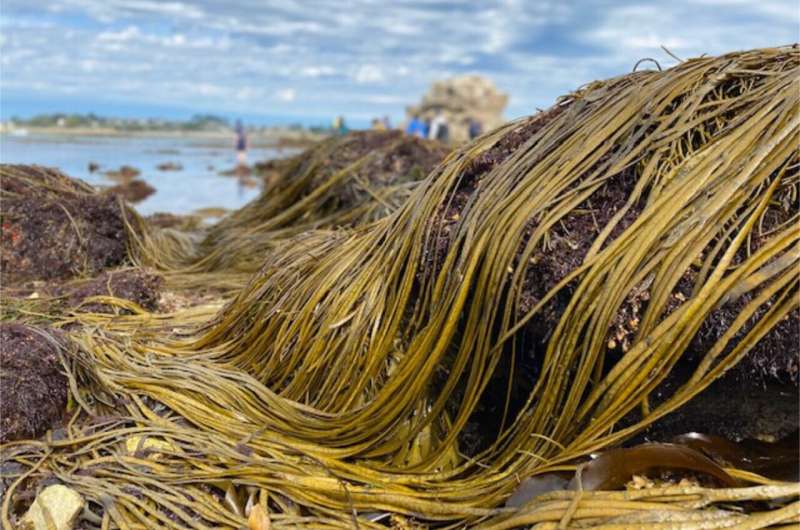 Минимализм в управлении жизнью: как бурые водоросли узнают, когда нужно размножаться