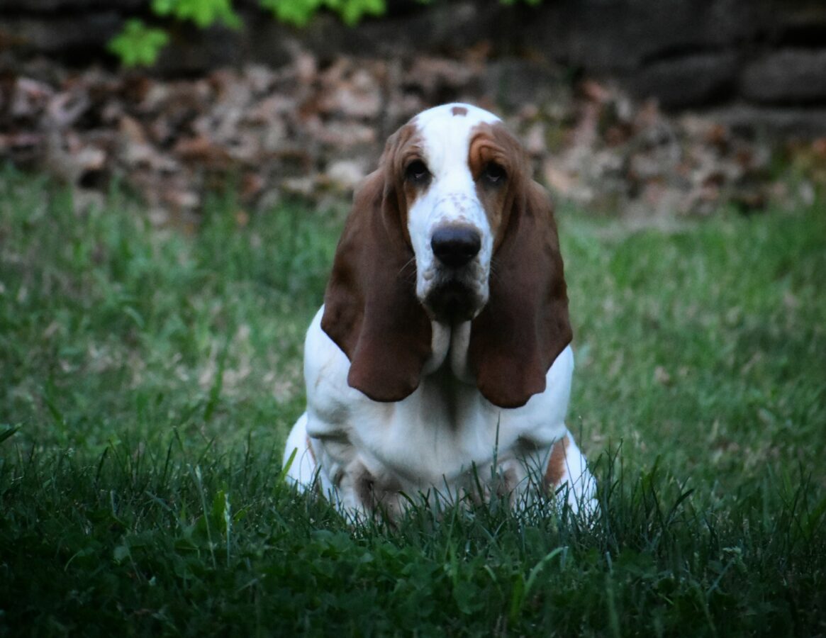Генетика очарования. Исследователи выяснили, чем определяется длина ушей у собак