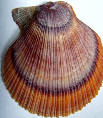 Тайные тоннели в раковине: ученые впервые нашли опасных червей-сверлильщиков в промысловых гребешках Баренцева моря