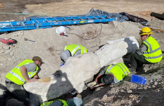 Значительное открытие. Коллекция динозавров пополнилась окаменелостями возрастом 150 млн лет