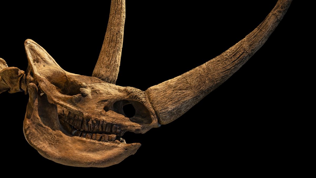 Находка в вечной мерзлоте переписала историю вымирания шерстистого носорога