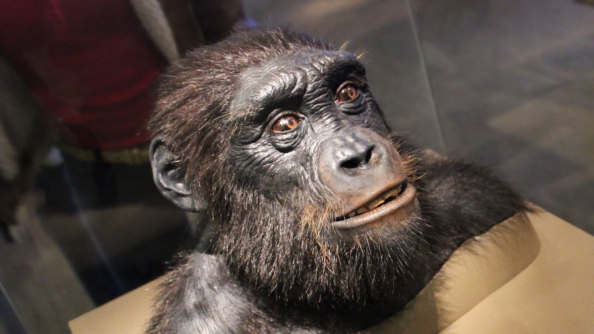 Ему 7 миллионов лет — и он, похоже, ходил как мы: новые детали по костям