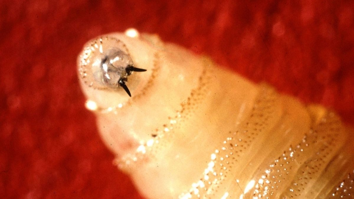 Паразит, который ест живые ткани, подошёл к границе США