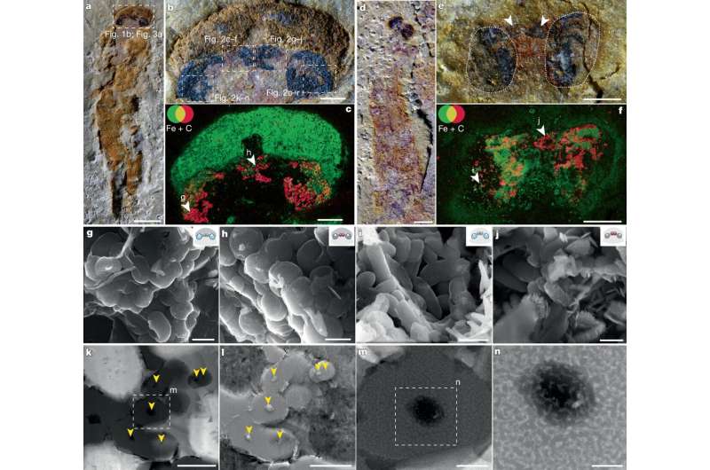 Взгляд из прошлого. Новые открытия в Китае меняют представления об эволюции позвоночных