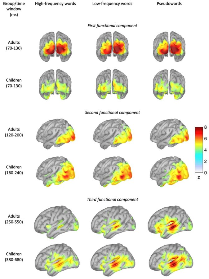 Как мозг обрабатывает слово: исследователи НИУ ВШЭ сравнили читательские маршруты взрослых и детей