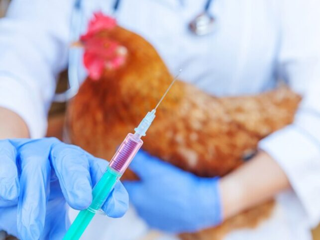 Создан на актуальных штаммах. Разработан прототип вакцины для защиты птиц от вируса гриппа птиц H5N1