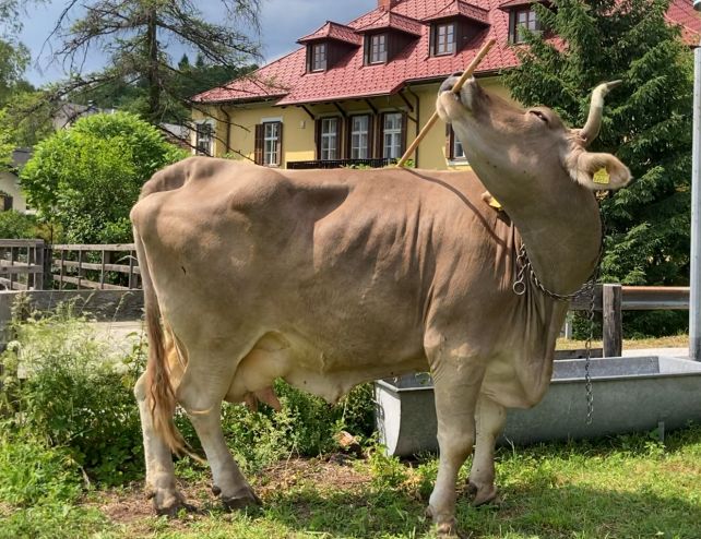 Инструменты в качестве подручных средств. Как австрийская буренка ученых удивила