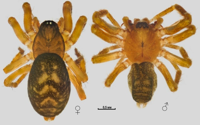 Гостья из Турции. Ученые обнаружили в Краснодарском крае самку паука редкого вида